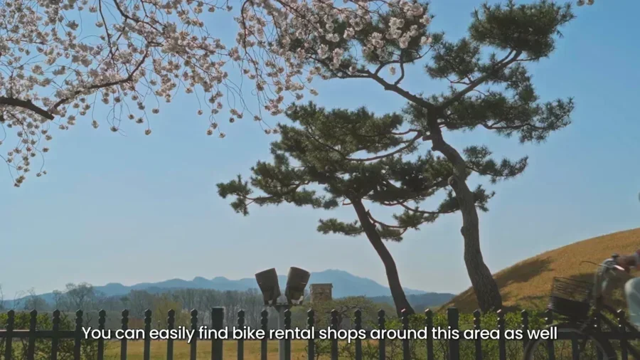 4 Day Ultimate Korea Spring Road Trip Itinerary 10