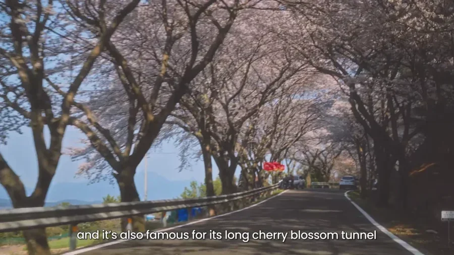 4 Day Ultimate Korea Spring Road Trip Itinerary 15