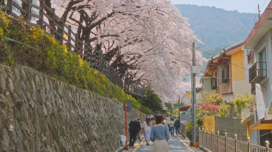 4 Day Ultimate Korea Spring Road Trip Itinerary 2