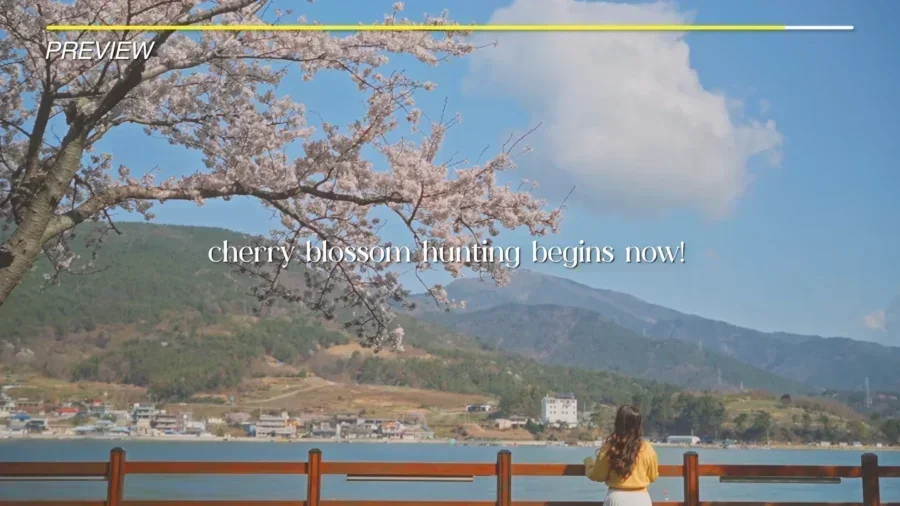 4 Day Ultimate Korea Spring Road Trip Itinerary 21