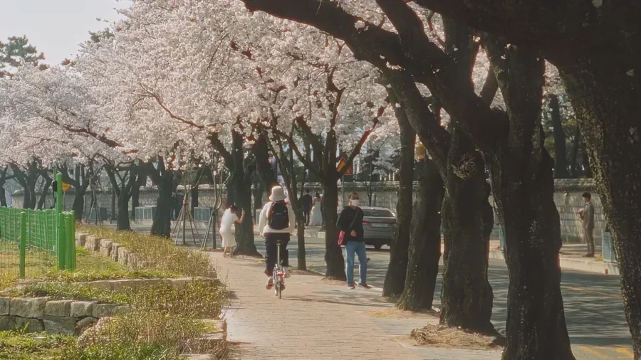 4 Day Ultimate Korea Spring Road Trip Itinerary 9