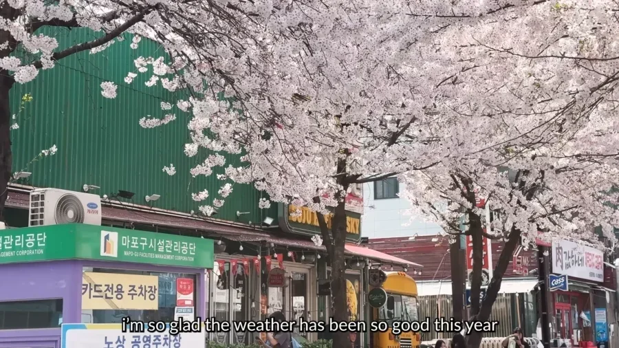 TOP 10 Best Cherry Blossom Spots in Seoul 🌸 Aesthetic cafes Hangang picnic Spring in Seoul VLOG 14 10 screenshot 2 1