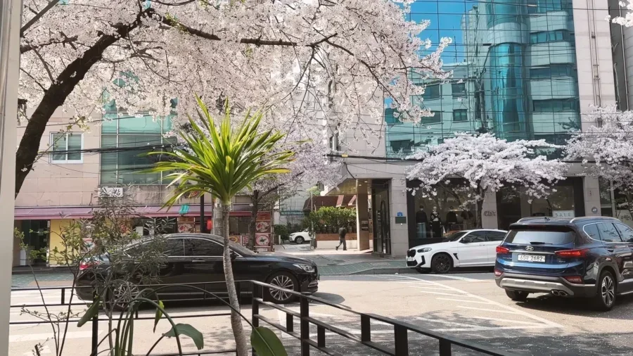 TOP 10 Best Cherry Blossom Spots in Seoul 🌸 Aesthetic cafes Hangang picnic Spring in Seoul VLOG 15 49 screenshot