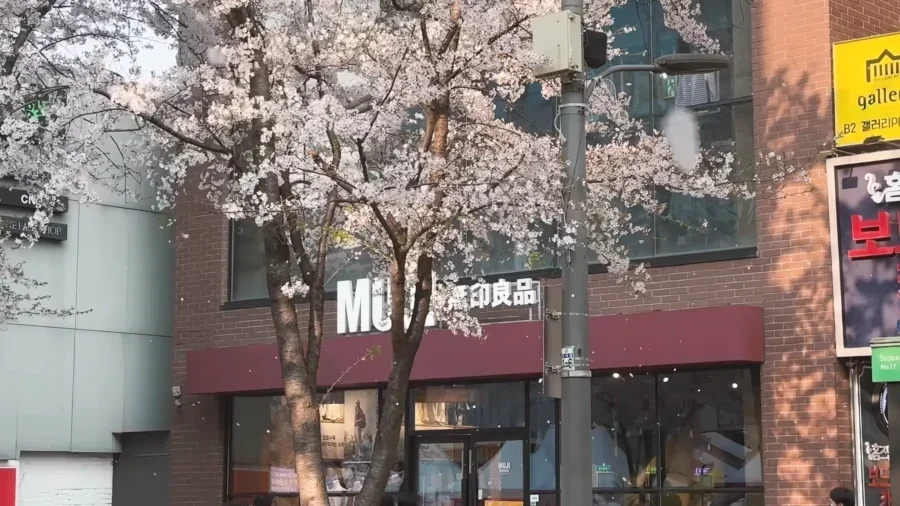 TOP 10 Best Cherry Blossom Spots in Seoul 🌸 Aesthetic cafes Hangang picnic Spring in Seoul VLOG 18 40 screenshot