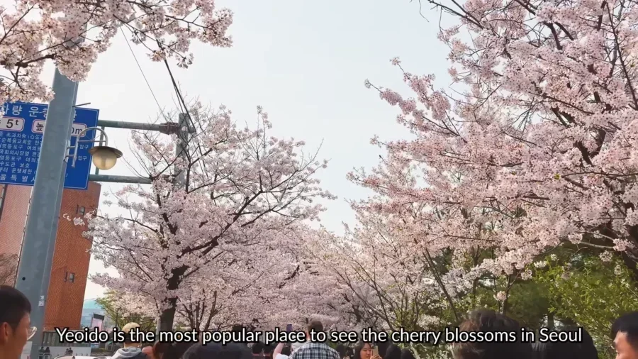 TOP 10 Best Cherry Blossom Spots in Seoul 🌸 Aesthetic cafes Hangang picnic Spring in Seoul VLOG 18 59 screenshot