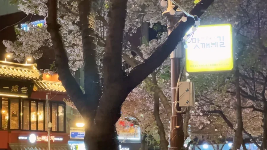 TOP 10 Best Cherry Blossom Spots in Seoul 🌸 Aesthetic cafes Hangang picnic Spring in Seoul VLOG 31 29 screenshot