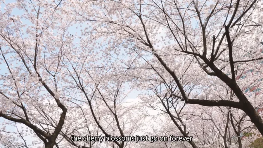 TOP 10 Best Cherry Blossom Spots in Seoul 🌸 Aesthetic cafes Hangang picnic Spring in Seoul VLOG 4 0 screenshot