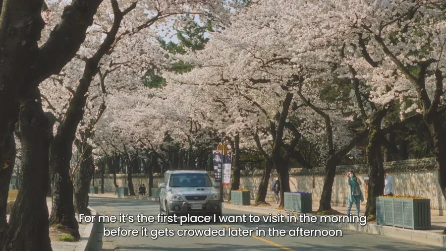 Top 10 Most Stunning Seoul Cherry Blossom Spots to Visit Right Now 19