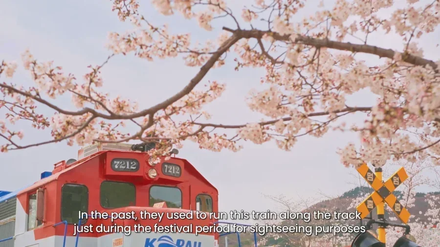 Top 10 Most Stunning Seoul Cherry Blossom Spots to Visit Right Now 24