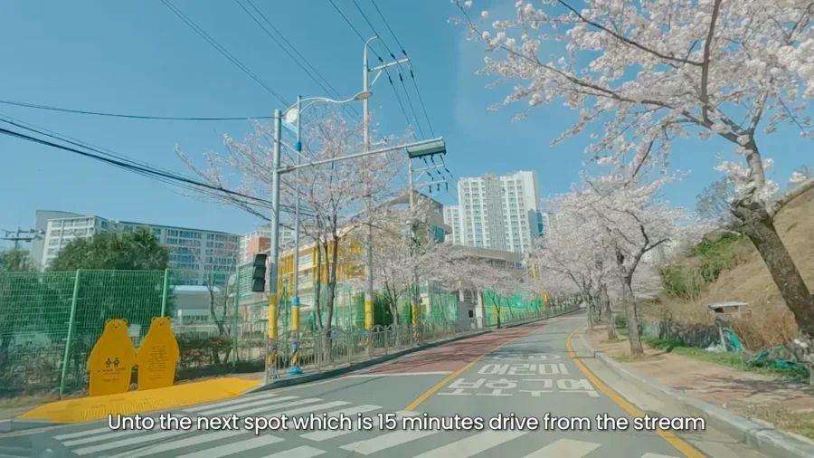 Top 10 Most Stunning Seoul Cherry Blossom Spots to Visit Right Now 25