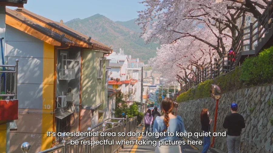 Top 10 Most Stunning Seoul Cherry Blossom Spots to Visit Right Now 3