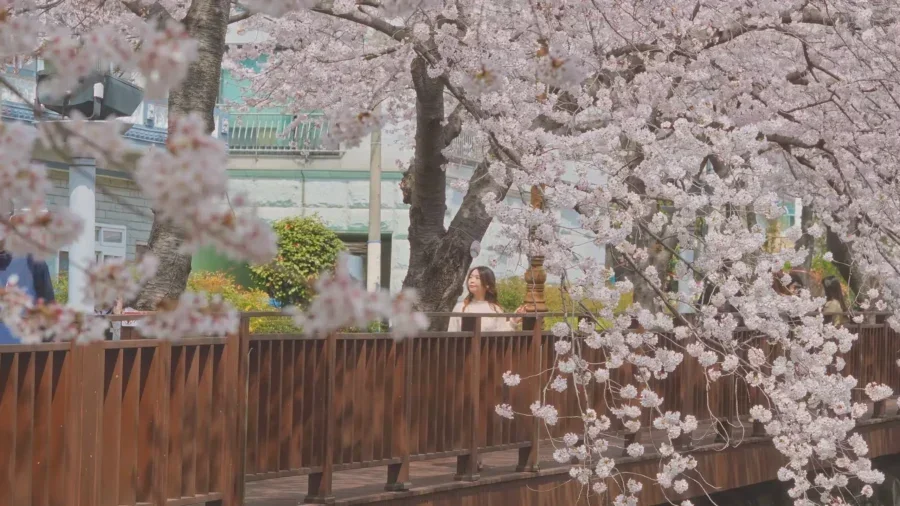 Top 10 Most Stunning Seoul Cherry Blossom Spots to Visit Right Now 30