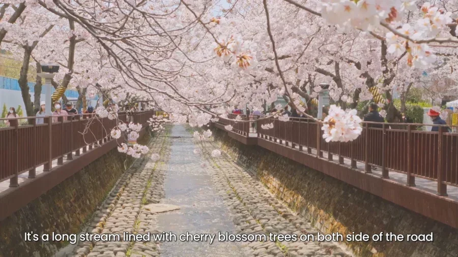 Top 10 Most Stunning Seoul Cherry Blossom Spots to Visit Right Now