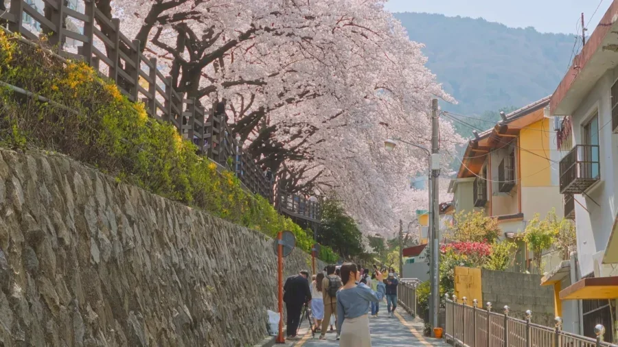 Top 10 Most Stunning Seoul Cherry Blossom Spots to Visit Right Now 4