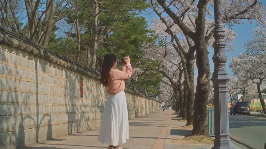 Top 10 Most Stunning Seoul Cherry Blossom Spots to Visit Right Now 6