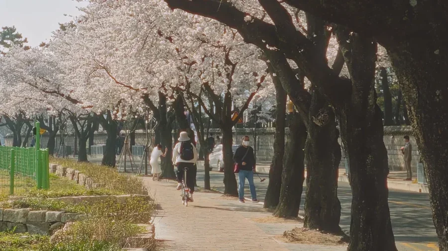 Top 10 Most Stunning Seoul Cherry Blossom Spots to Visit Right Now 8