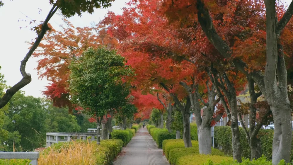 Hiroshima Japan Travel Guide 2026: Peace Memorials, Island Adventures & The Best Okonomiyaki