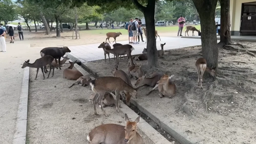 Guide de Voyage à Kyoto, Japon 2026 : Temples Anciens, Cafés Matcha Cachés et Les Meilleures Séjours Traditionnels 5 kyoto japan travel guide 2026 ancient temples hidd 55559